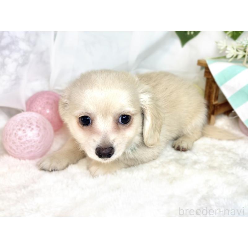 成約済の滋賀県のチワックス:チワワ×ミニチュアダックスフンド-411768の2枚目